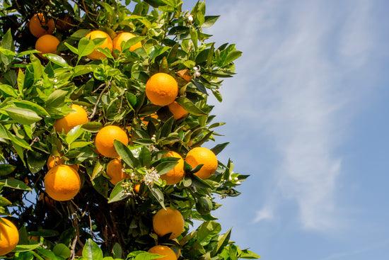 An orange tree with blue sky